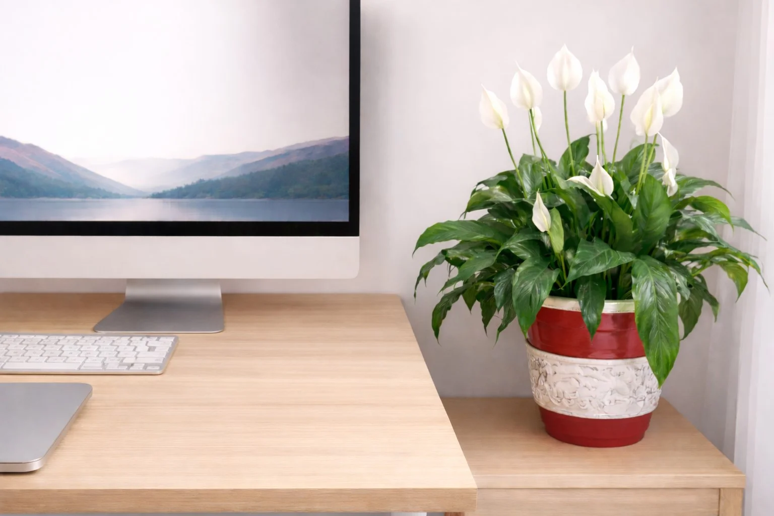 Blooming peace lily plant in a red and white pot beside a desktop monitor showing a misty lake landscape